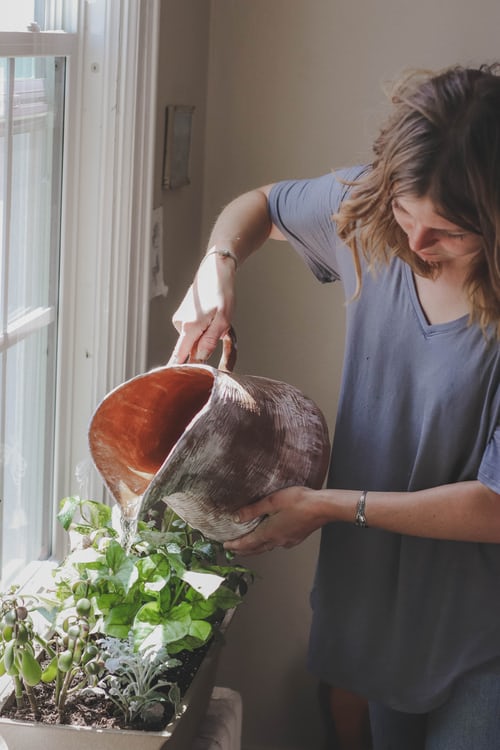 Watering to the Plants.