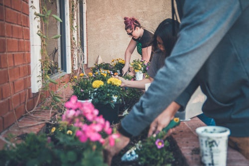 Regular Hoeing is essential for healthy Plants.