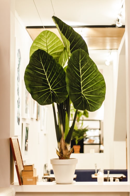 Home with Plant look more lively and beautiful.